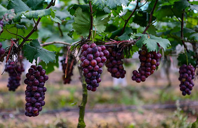 健康知識_新聞資訊_安徽五星果品有限公司